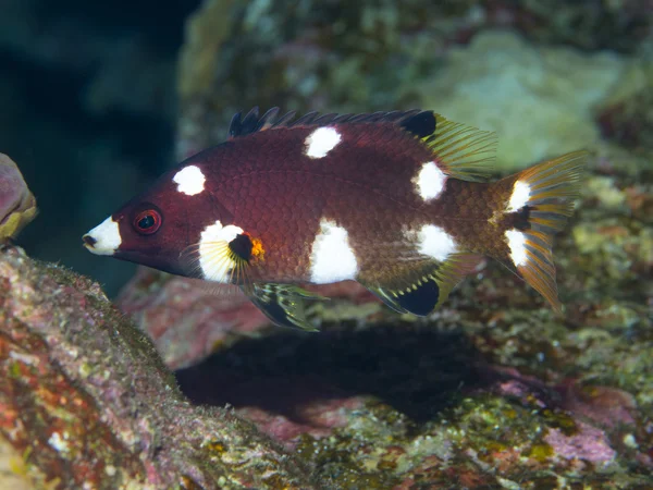 Coral fish Axilspot hogfish — Stock fotografie