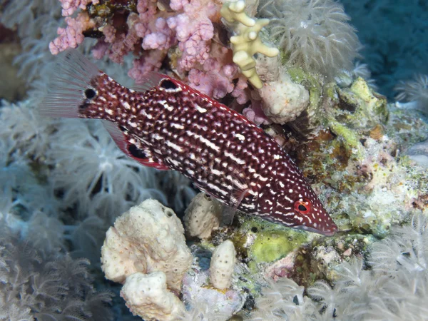 Diana's hogfish in Red sea, — Zdjęcie stockowe