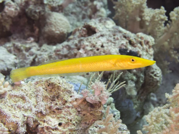 Puro Wrasse — Stok fotoğraf