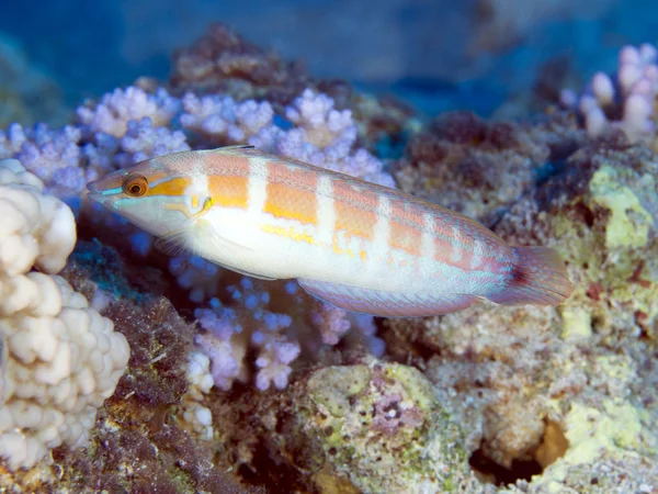 Kuyruk-spot gökkuşağı wrasse — Stok fotoğraf