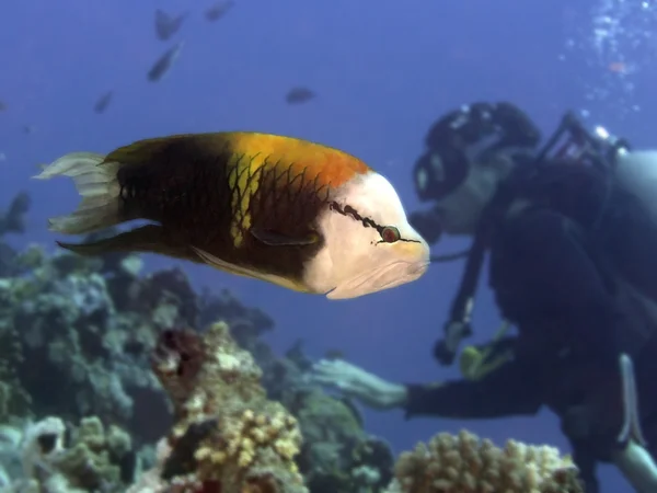 Coral fish Singjaw wrasse — 图库照片