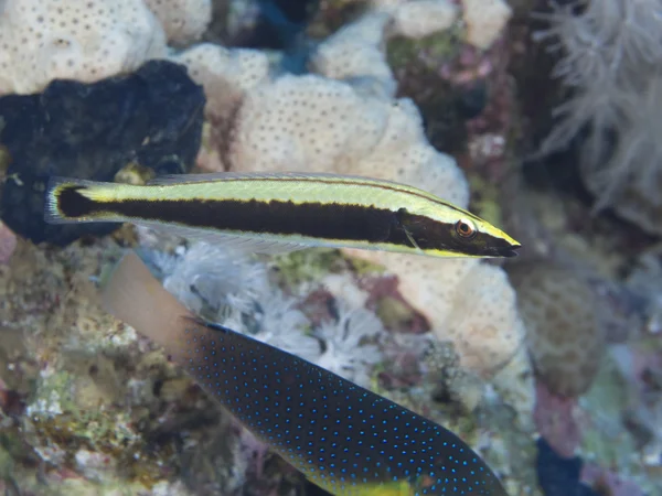 Korallenfisch-Lippfisch — Stockfoto