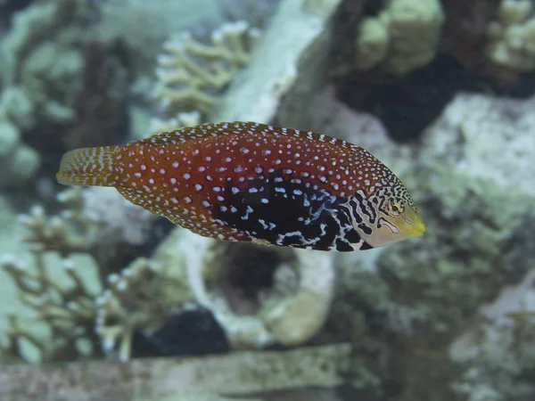 Coral fish Vermiculate wrasse — Stock fotografie