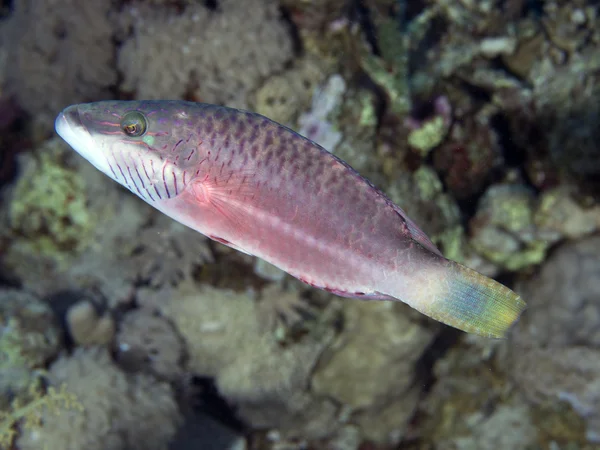 Coral fish Bandcheek wrasse — Zdjęcie stockowe