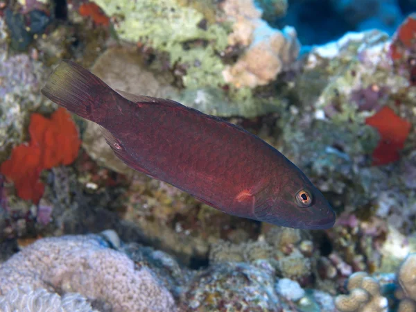 Pesce corallo Bandcheek wrasse — Foto Stock