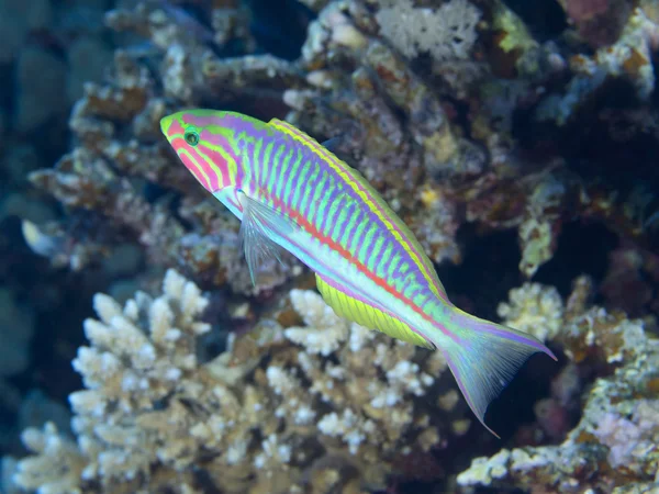 Coral fish Klunzinger wrasse — стокове фото