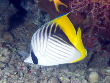 Mercan balık Threadfin butterflyfish
