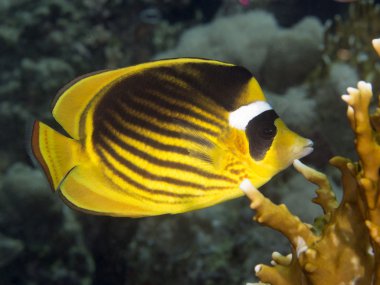 Çapraz butterflyfish mercan balık