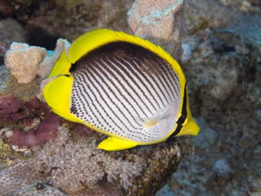 Mercan balık Blackbacked butterflyfish