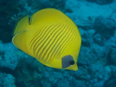 Mercan balık Mascked butterflyfish