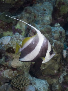 Mercan balık okullaşma butterflyfish