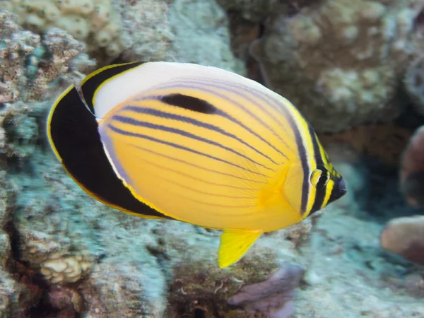 Korallenfisch exquisiter Schmetterlingsfisch — Stockfoto