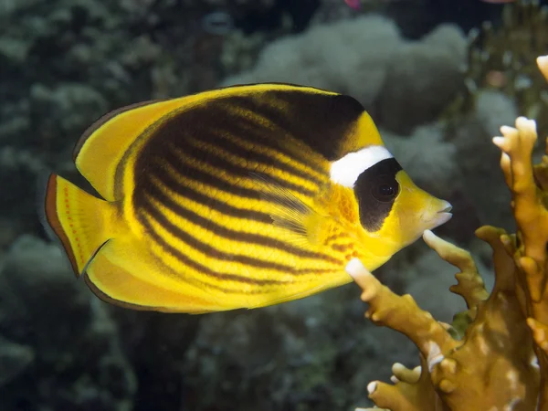 Coral fish Diagonal butterflyfish — Stock Photo, Image