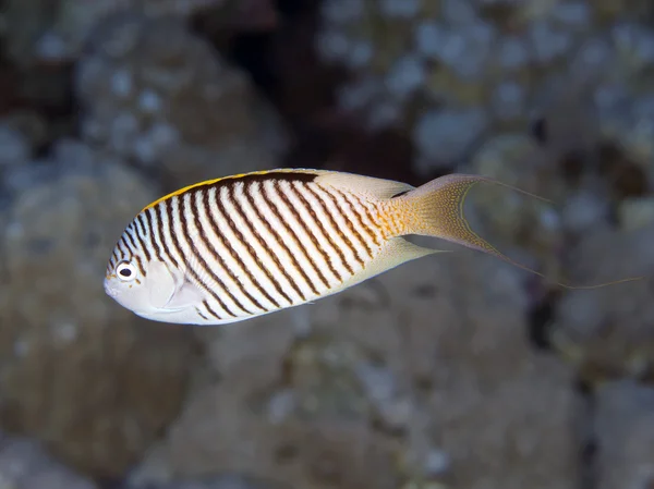 Coral fish Zebra angelfish — Stock Photo, Image