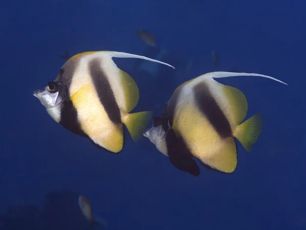 산호 물고기 홍 bunnerfish — 스톡 사진