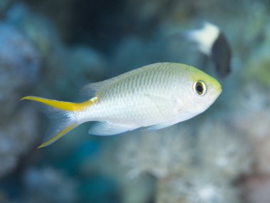 Mercan balık ideolojiler telli