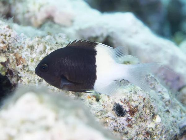 Coral fish Chocolatedip chromis — Stock Photo, Image