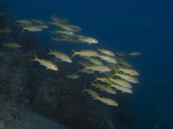 Coral fish Yellowfin goatfish — Stock Photo, Image