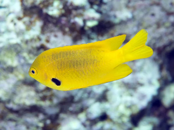 Pesci di corallo Damigella di zolfo — Foto Stock