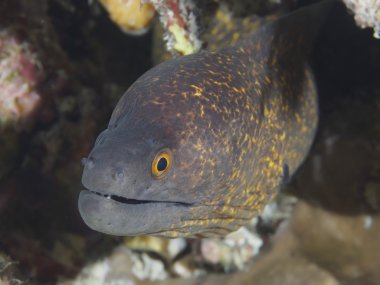 yellowmargin moray