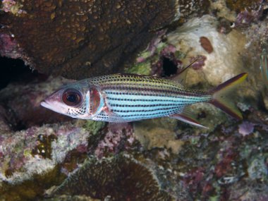 Spotfin squirrelfish clipart