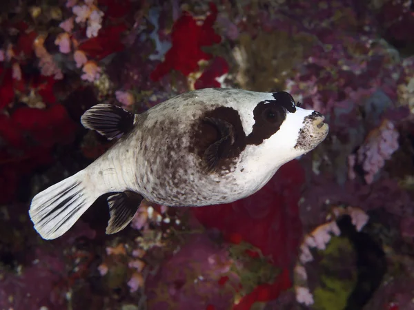 Koral Ryby puffer zamaskowany — Zdjęcie stockowe