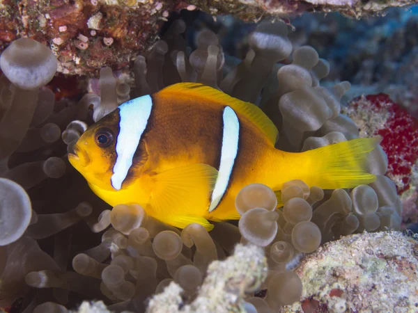 红海 anemonefish — 图库照片