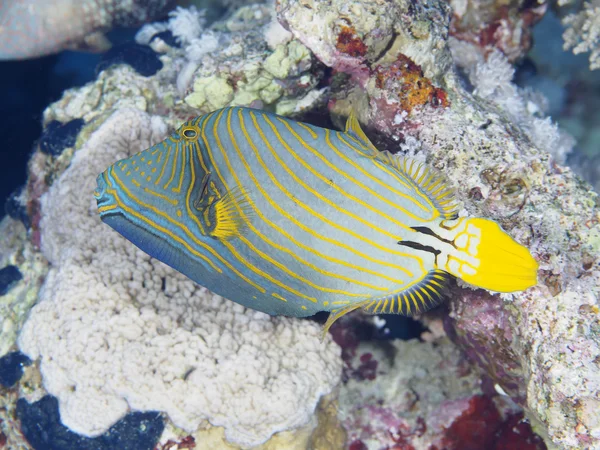 Korall fisk Orange-skrapat triggerfish — Stockfoto