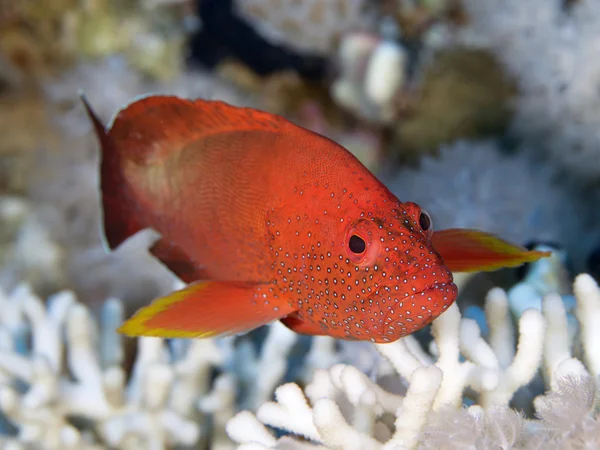 Coral fish Halfspotted hind — Stock Photo, Image