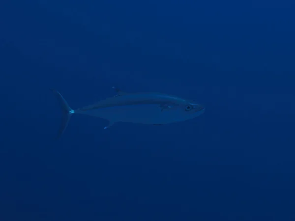 Dogtooth tuna — Stock Photo, Image