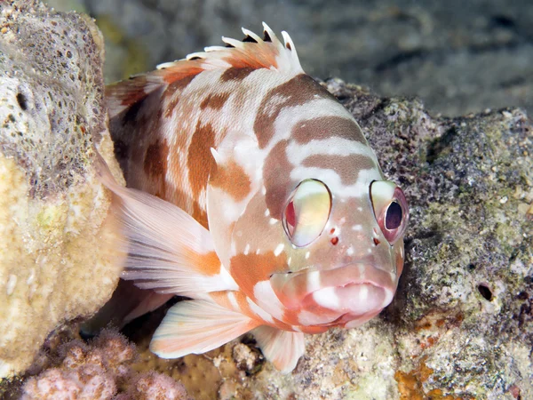 Coral peixe Backtip grouper — Fotografia de Stock