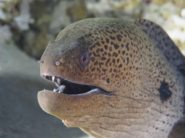 Pesce di barriera murena gigante — Foto Stock