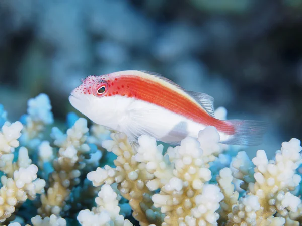 Coral fish Blackside hawkfish — Stock Photo, Image