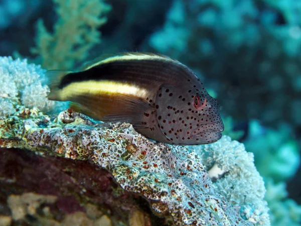 Coral fish Blackside hawkfish — Stock Photo, Image