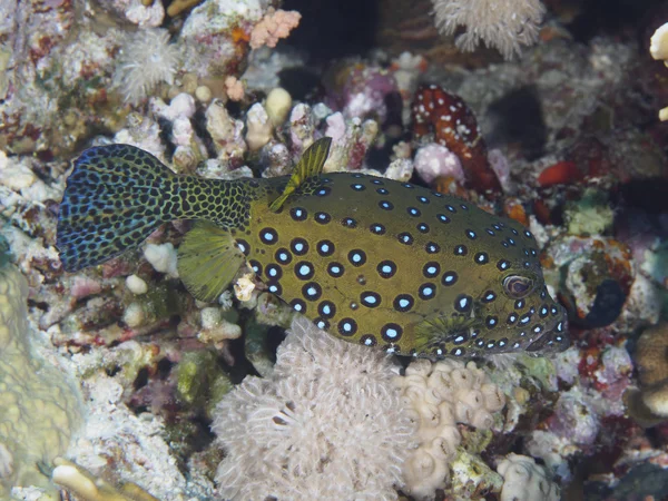 Koralfisk Gul Boxfish - Stock-foto