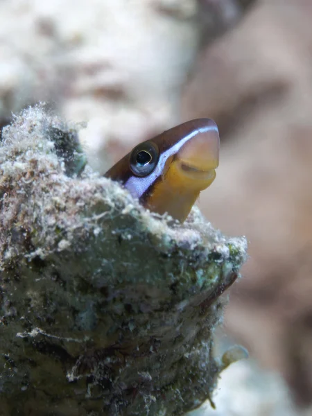 Fangblenny estriado — Foto de Stock