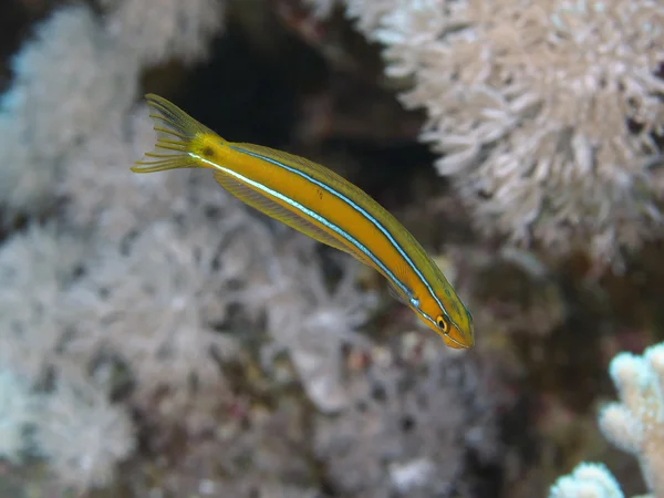 Bluestriped fangblenny — Stock fotografie