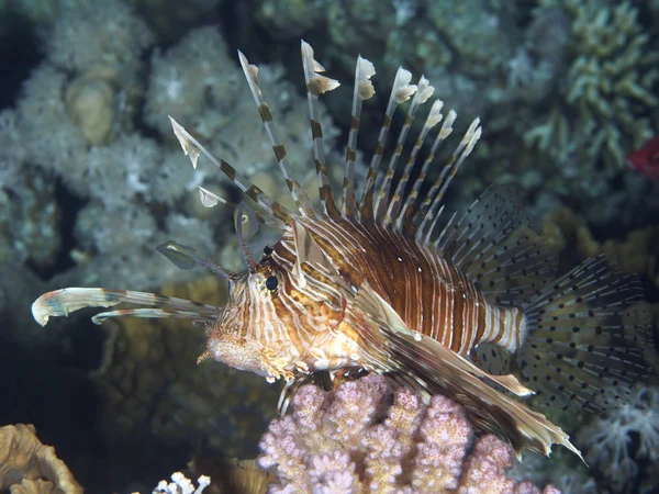 Pesce leone comune — Foto Stock