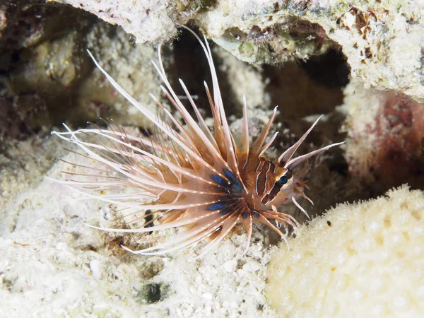 Clearfin lionfish — Stock Fotó