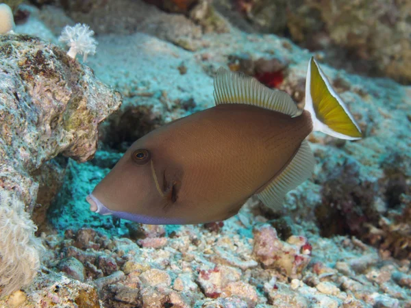 Coral fish Bluethroat triggerfish — Stock Photo, Image