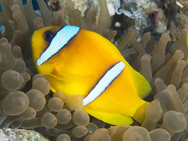Red sea anemonefish Stock Picture