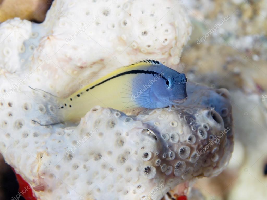 Red Sea mimic blenny Stock Photo by ©orlandin 61960389