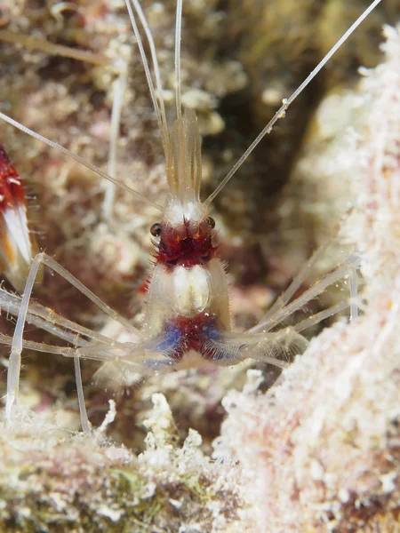 Camarones con bandas de coral —  Fotos de Stock