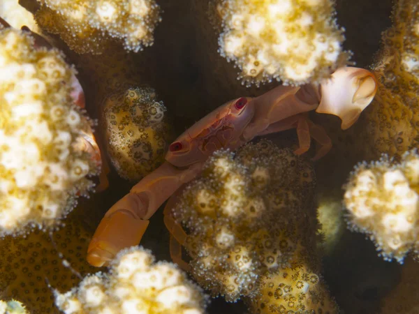 Pink trapeze crab — Stock Photo, Image