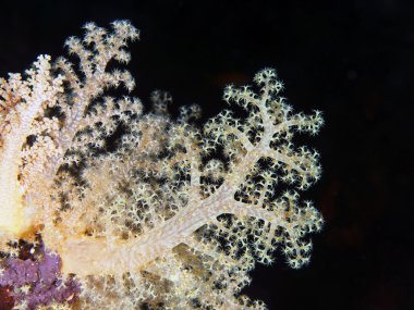 Yumuşak mercan Dendronephthya hemprichi