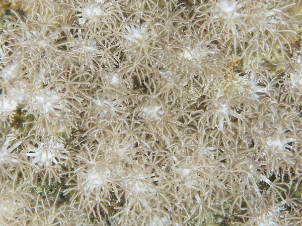 Textura de coral — Fotografia de Stock