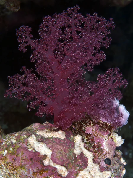 Soft coral Dendronephthya klunzingeri — Stock Photo, Image