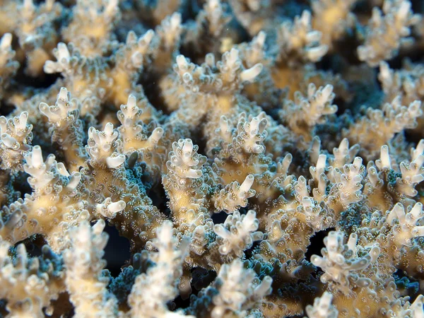 Coral texture — Stock Photo, Image