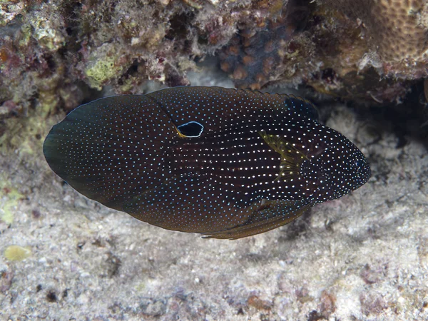 Cometfish in red sea — Stock Photo, Image