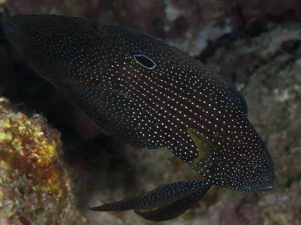 Cometfish in red sea — Stock Photo, Image